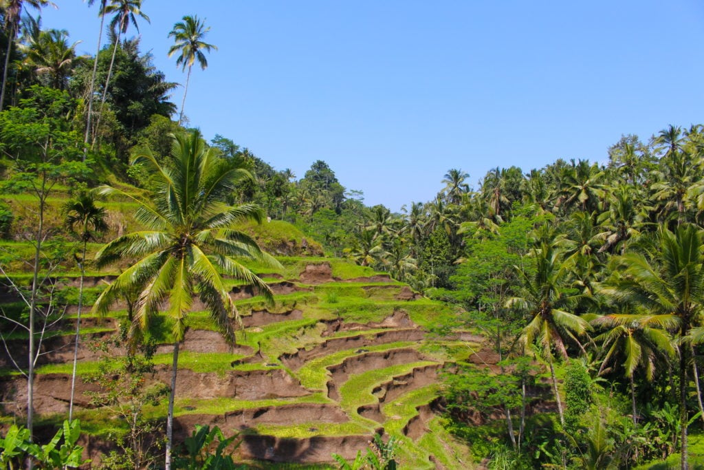 Beautiful rice terraces in Bali