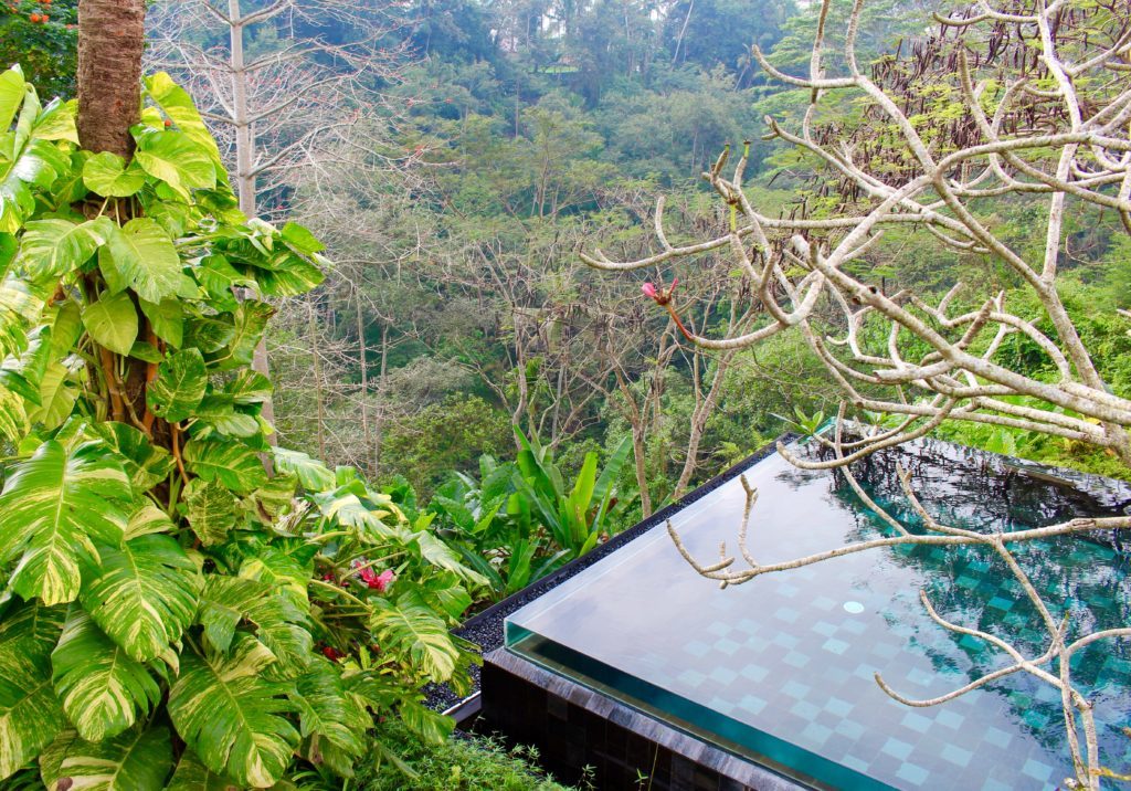 Edge of the Infinity Forest Pool overlooking lush jungle trees