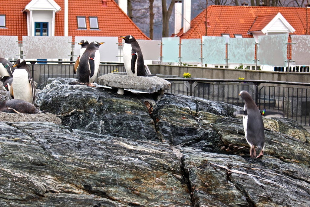 Cute penguins at Bergen Aquarium in Bergen, Norway