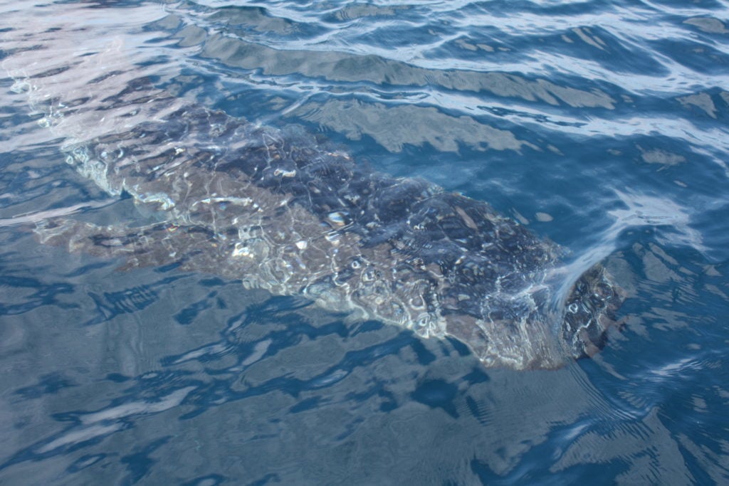 Big whale shark swimming underwater in Loreto, Mexico