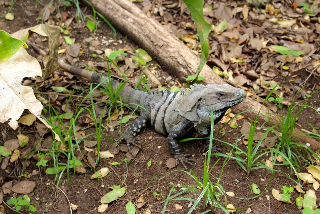 Iguana roaming around the grounds of Mayan ruins