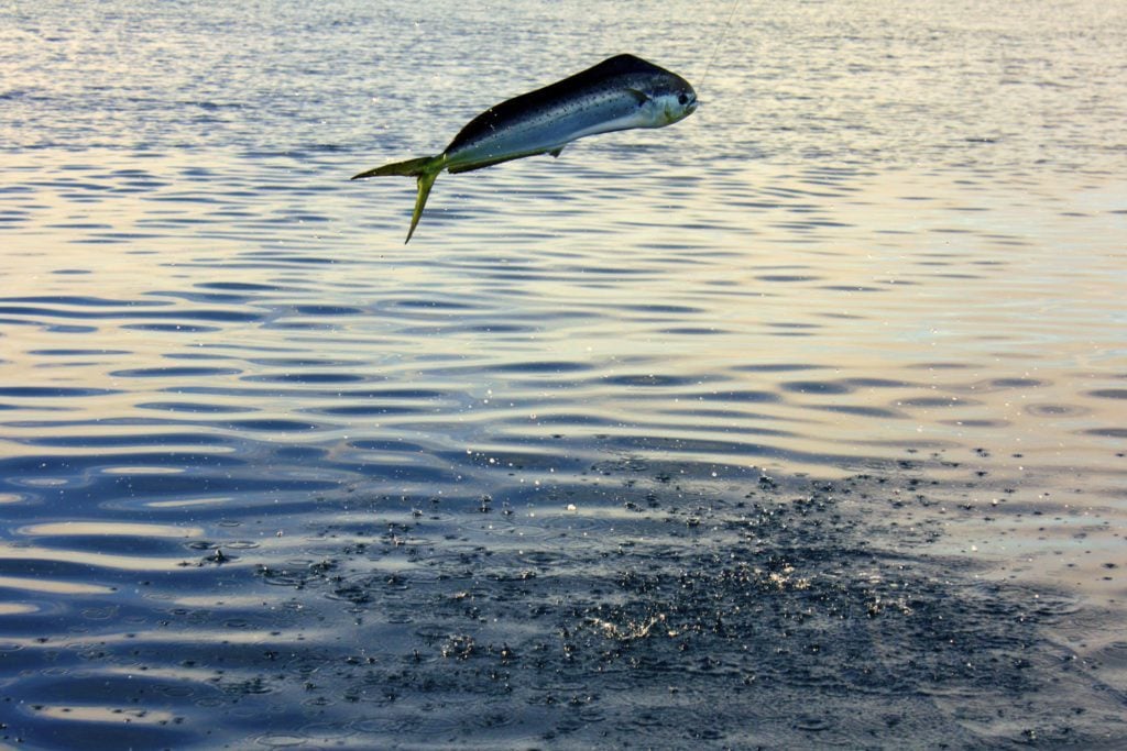 Dorado fish jumping over the ocean waters. In this Loreto travel guide, Day 3 includes fishing in Loreto Bay National Marine Park and catching some dorado.