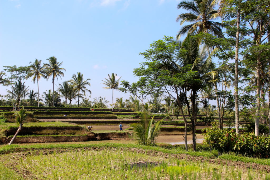 Rice paddies and trees on a sunny day