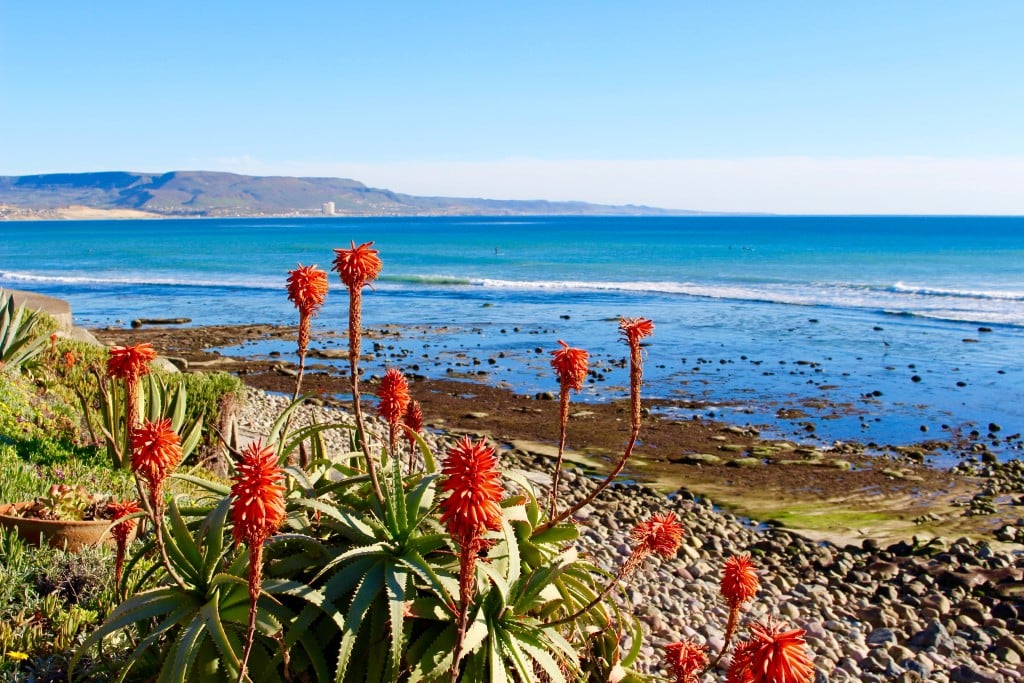 Beautiful red-orange flowers by the beach