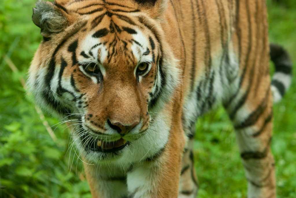 A tiger up close at the Bronx Zoo