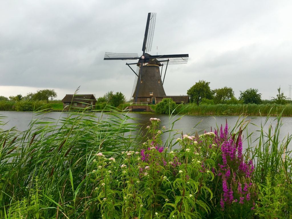 A Kinderdijk windmill surrounded by lush field of grass and flowers on a cloudy day