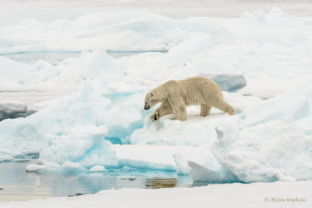Polar bear walking on icebergs. Book tours and take photos that will make you fall in love with Norway.