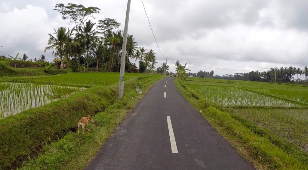 A dog walking along the side of the road surrounded by rice paddies. During your one week in Ubud, biking through the countryside is the best way to explore Ubud's rural life.