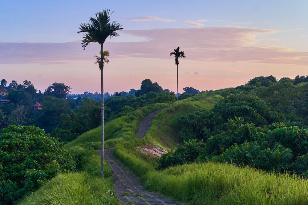 Campuhan Ridge Walk at sunset with pink skies and palm trees