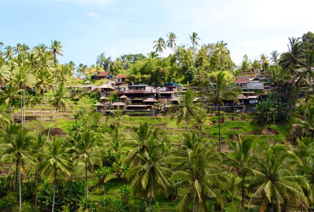 Tegalalang Rice Terraces and tall coconut trees around. See the beautiful rice terrace during your one week in Ubud, Bali