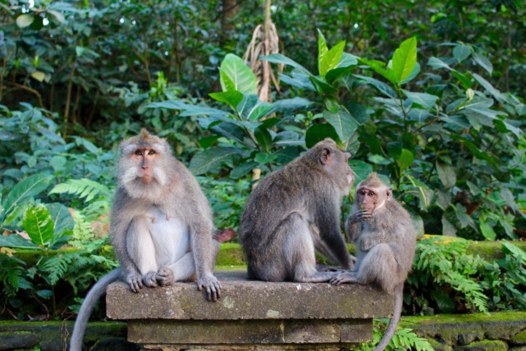 Three monkeys in the jungle. In your 3 weeks in Bali itinerary, witnessing the diverse wildlife should be on your list.