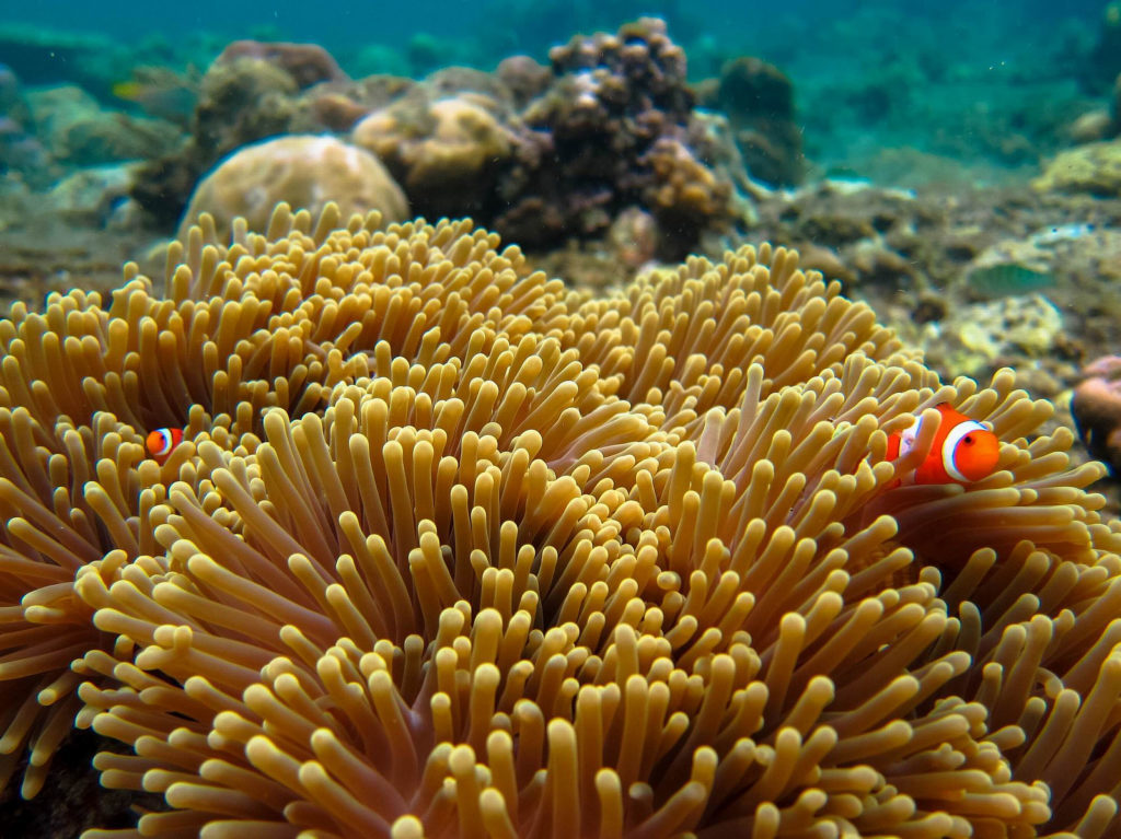 Coral reefs in Pemuteran Bay with clown fish