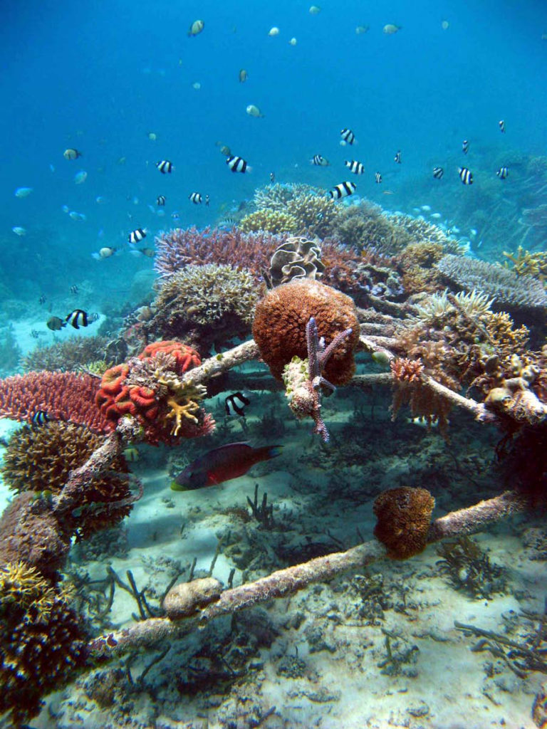 Coral in the Biorock project with black and white fish, and starfish