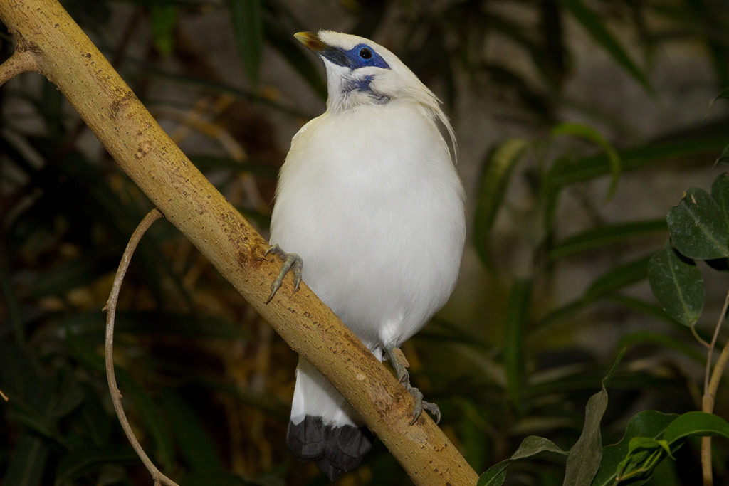 White bird with blue eyes sitting on a branch