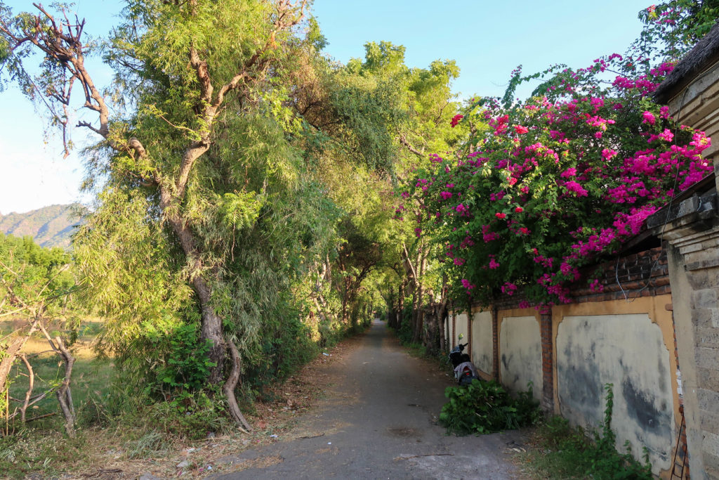 Street with pink bushes and tall green trees