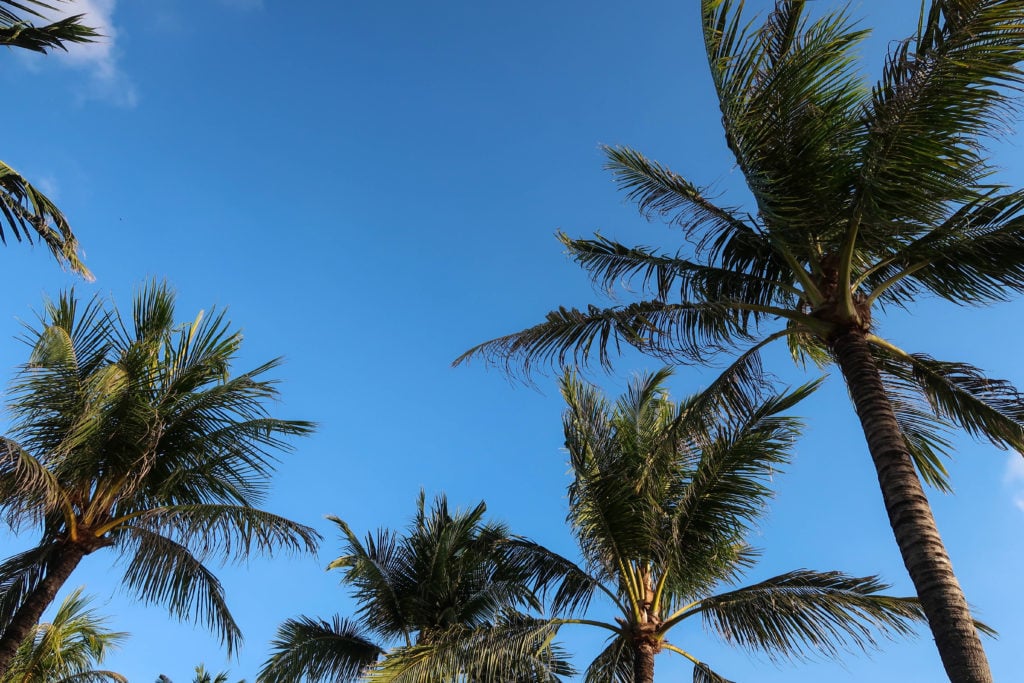 Palm trees against blue sky