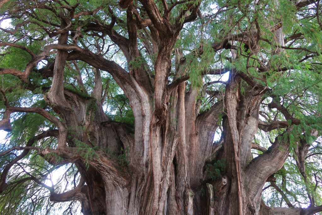 This tree is huge and is more than 2,000 years old. It is in a town nearby Oaxaca, called El Tule. 