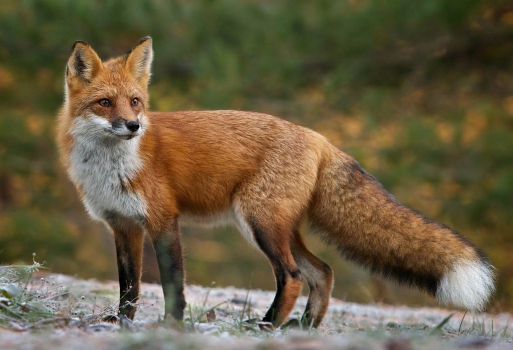 Red fox in Colorado Springs