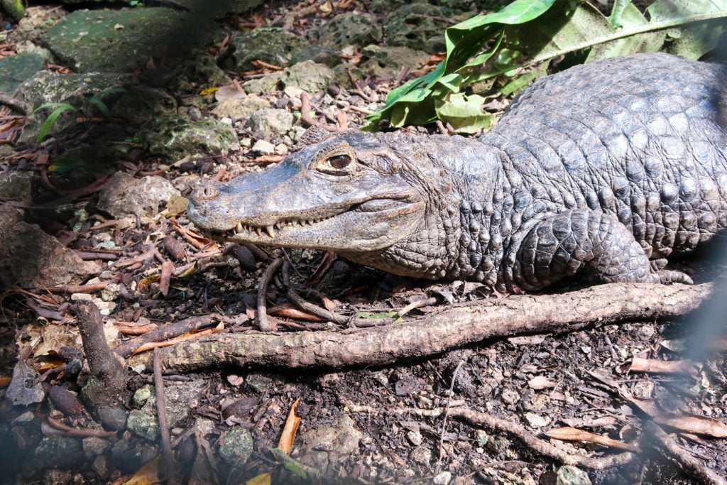 caiman in Guatemala. the wildlife in Guatemala is one of the best reasons to visit.