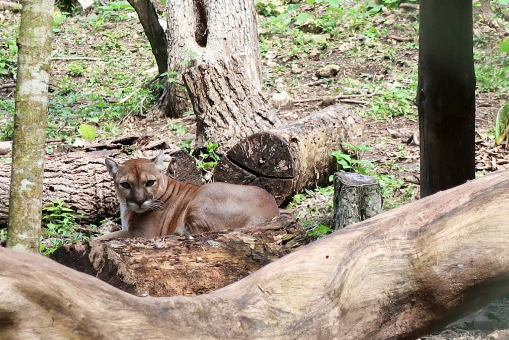 jaguar in guatemala