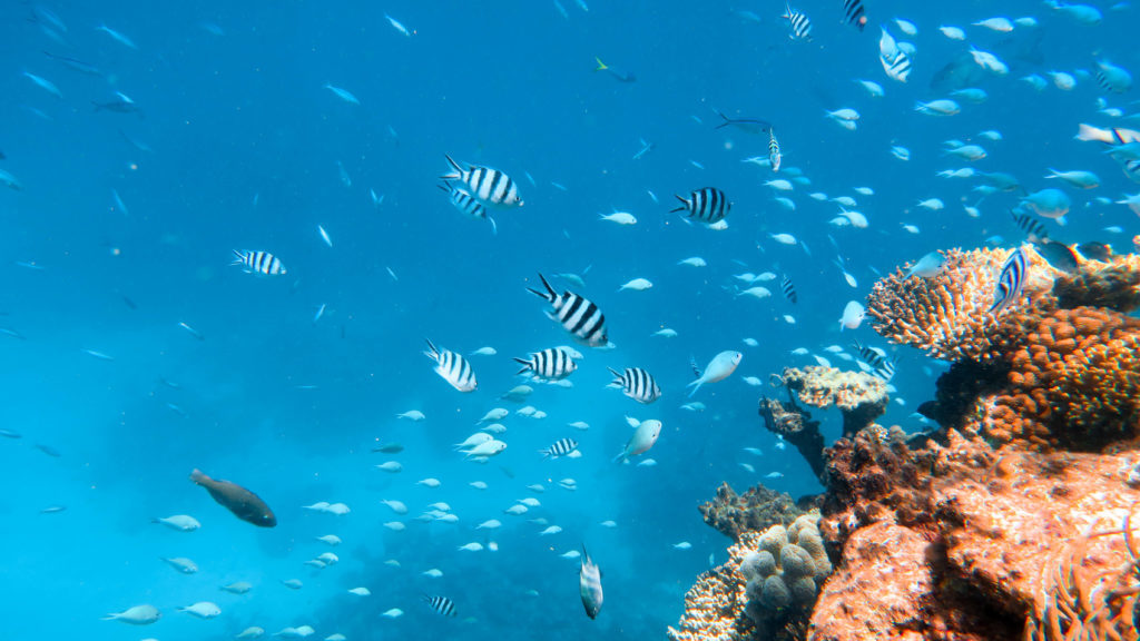 School of fish swimming underwater. When you visit Australia, don't forget to go snorkeling on the Great Barrier Reef for a one-of-a-kind experience.