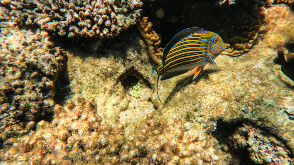 Blue-yellow striped fish swimming around coral reefs while we were snorkeling on the Great Barrier Reef, a UNESCO World Heritage Site.