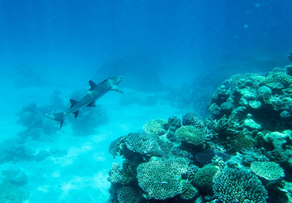 Shark swimming underwater through the coral reefs. With bountiful sea life, sharks are one of the animals you will encounter while snorkeling on the Great Barrier Reef.