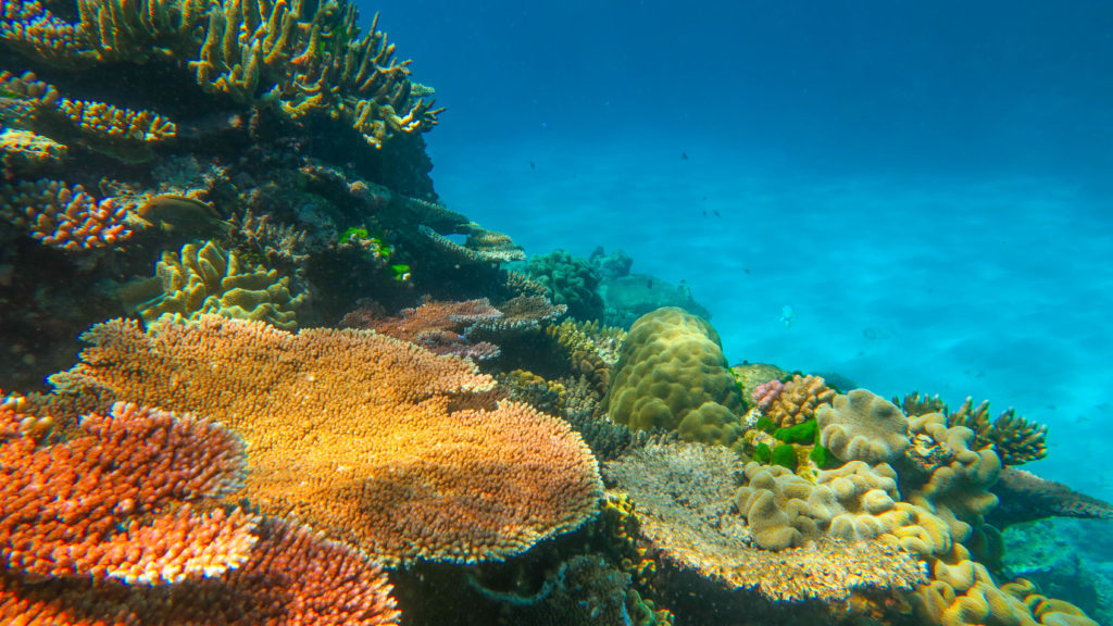 Colorful coral reefs under clear waters