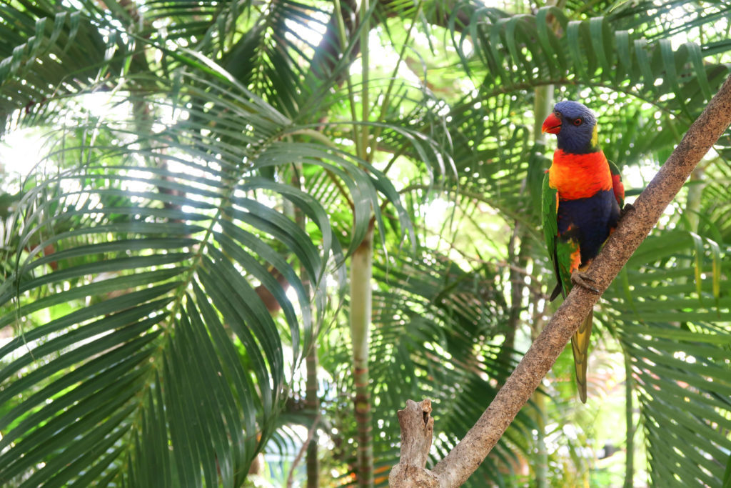A rainbow lorikeet on a tree branch at Bungalow Bay Koala Village. Make sure to experience the fun lorikeet feeding during your two days on Magnetic Island.