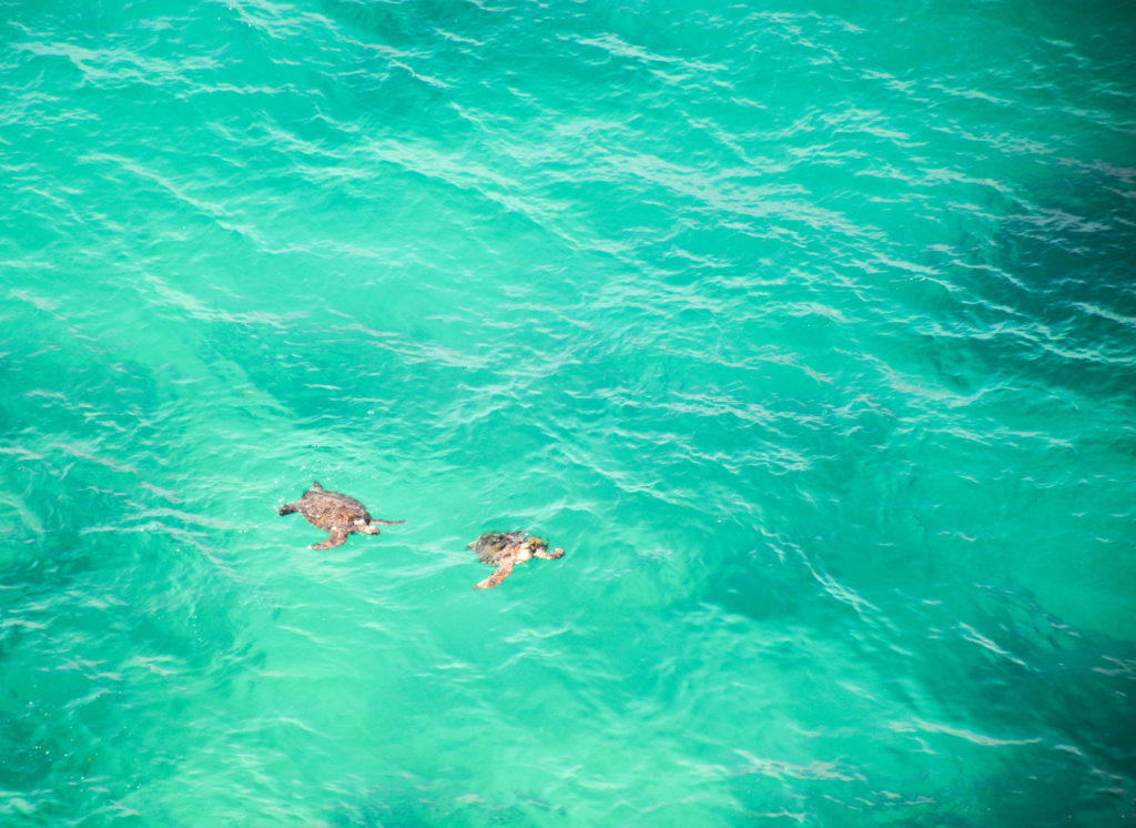 Two sea turtles swimming around the Indian Head