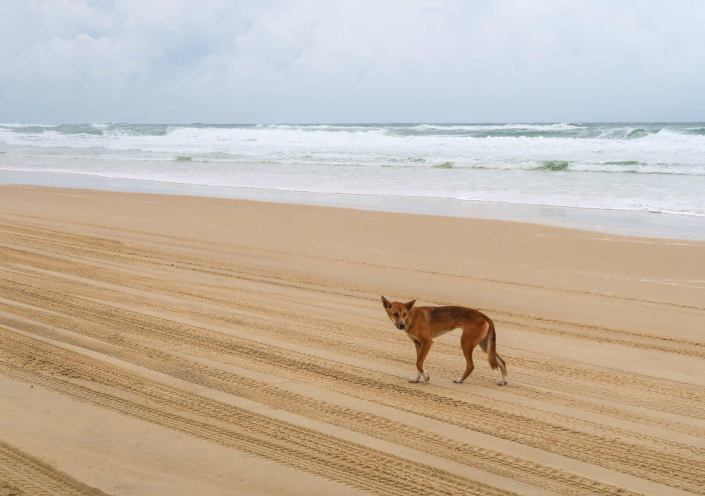 A wild dingo roaming on a sandy beach. The dingoes can be quite aggressive, so the Fraser Explorer Tours does not allow getting off the bus when dingoes are around.