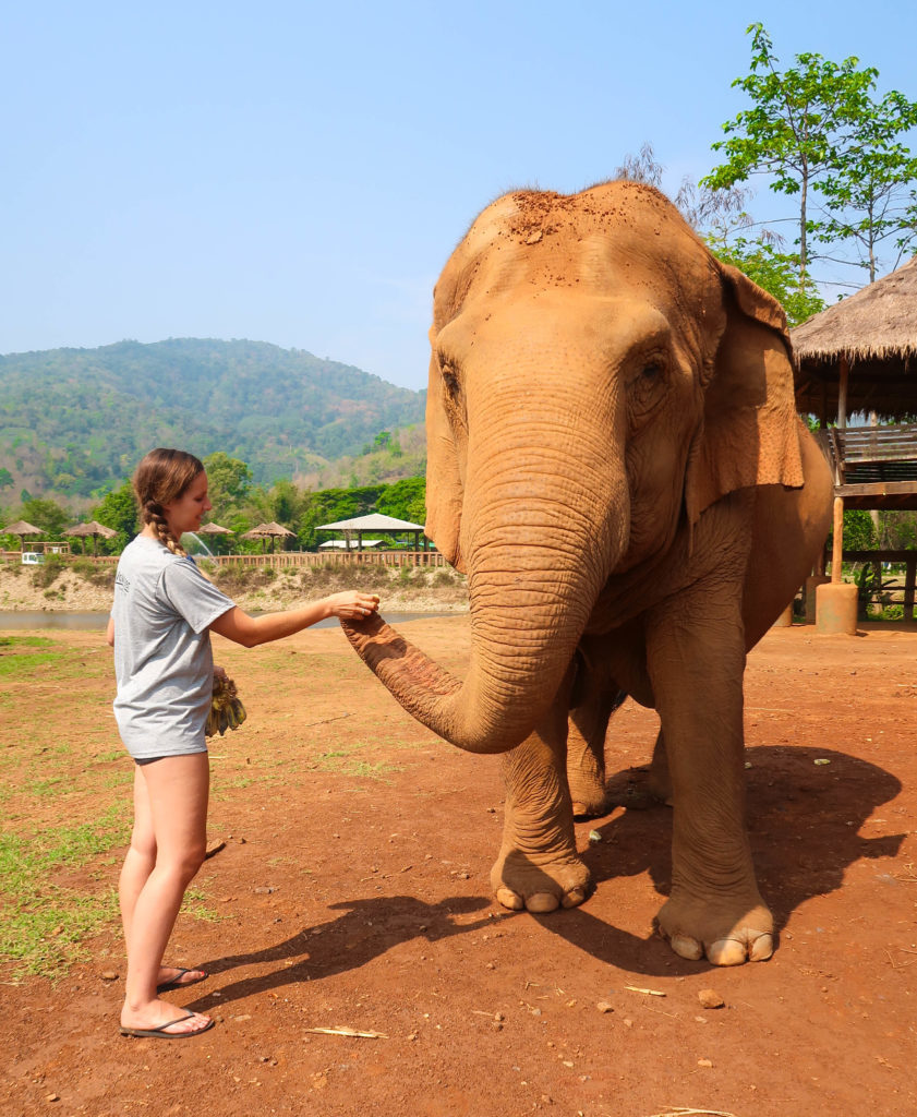 Maddy feeding an elephant with bananas