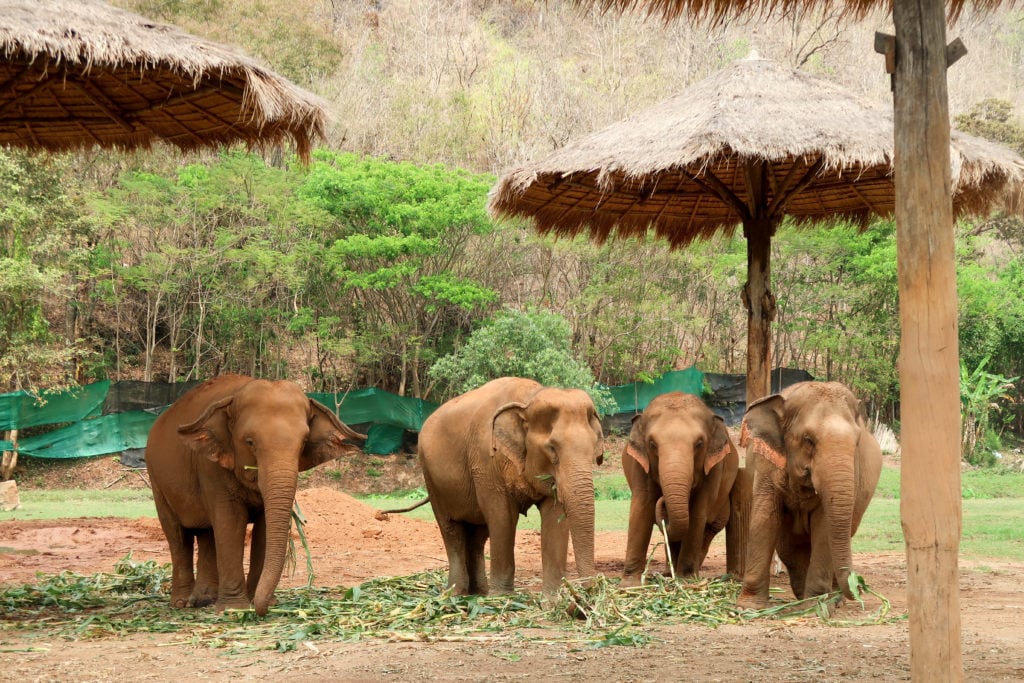 Four Asian elephants eating grass and leaves