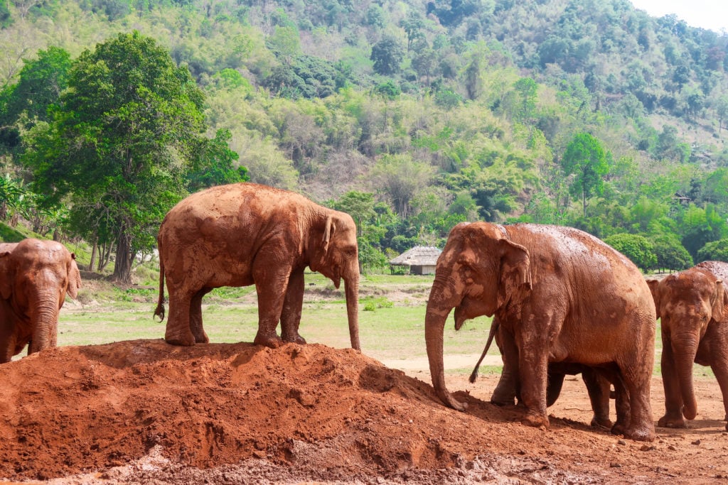 Muddy elephants playing around