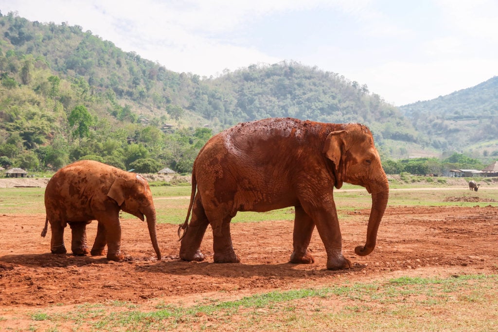 Adult and younger elephant partially covered in mud