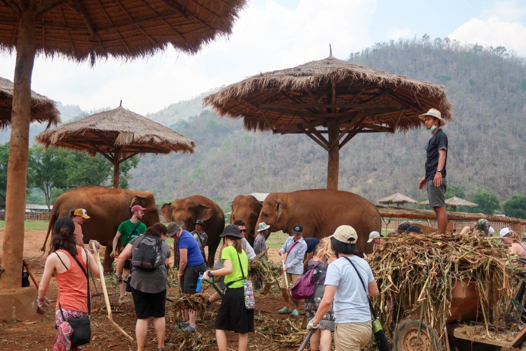 People volunteering at the Elephant Nature Park in Chiang Mai, Thailand