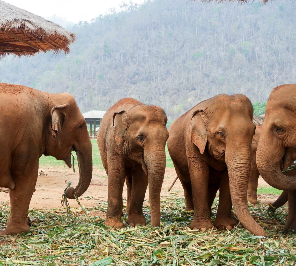 Asian elephants at the Elephant Nature Park in Chiang Mai, Thailand