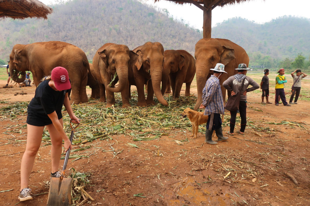 Maddy, blogger, helping out in feeding the elephants nearby as part of her volunteering at the Elephant Nature Park