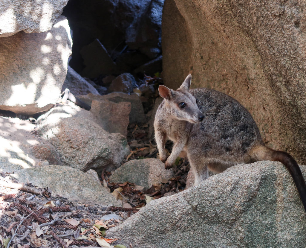 A rock wallaby in Magnetic Island. Feeding the wallabies during your two days on Magnetic Island will definitely be an awesome experience.