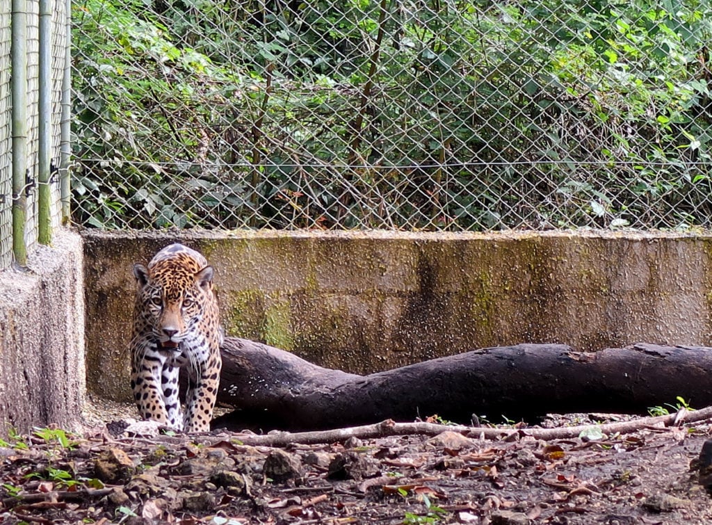 Jaguar in a fenced area in Flores, Guatemala