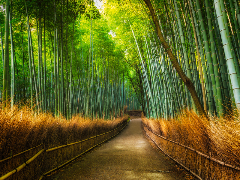 Tall bamboos at the Arashiyama Bamboo Grove. This serene bamboo forest is a must-visit during your two days in Kyoto.