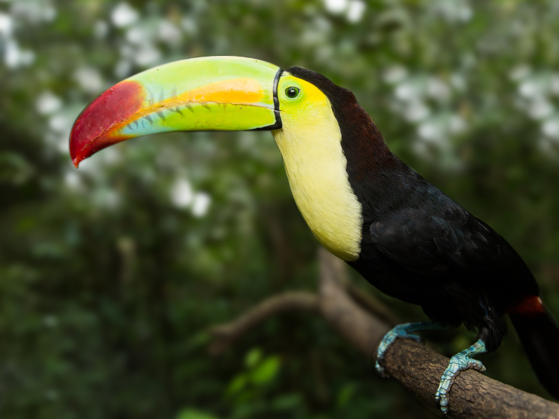 A toucan sitting on a tree branch. One of the many reasons you should visit Belize is for its exotic and rare wildlife.