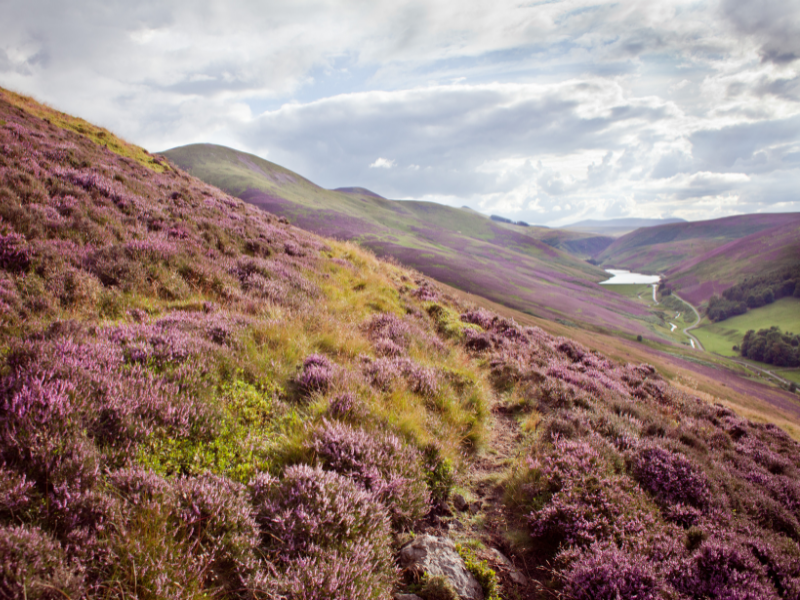 Beautiful field filled with purple heather in Scotland in August
