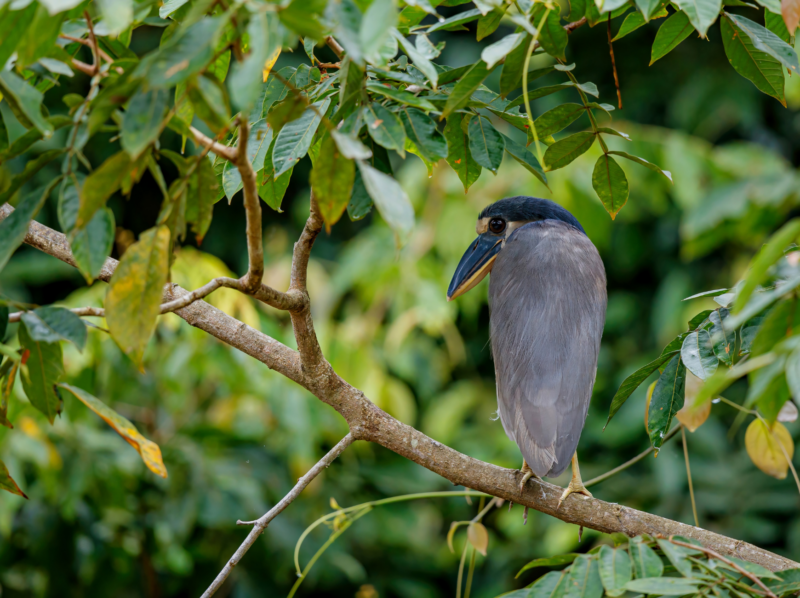 Bird in Caño Negro - canoeing here is one of the best things to do in La Fortuna, Costa Rica