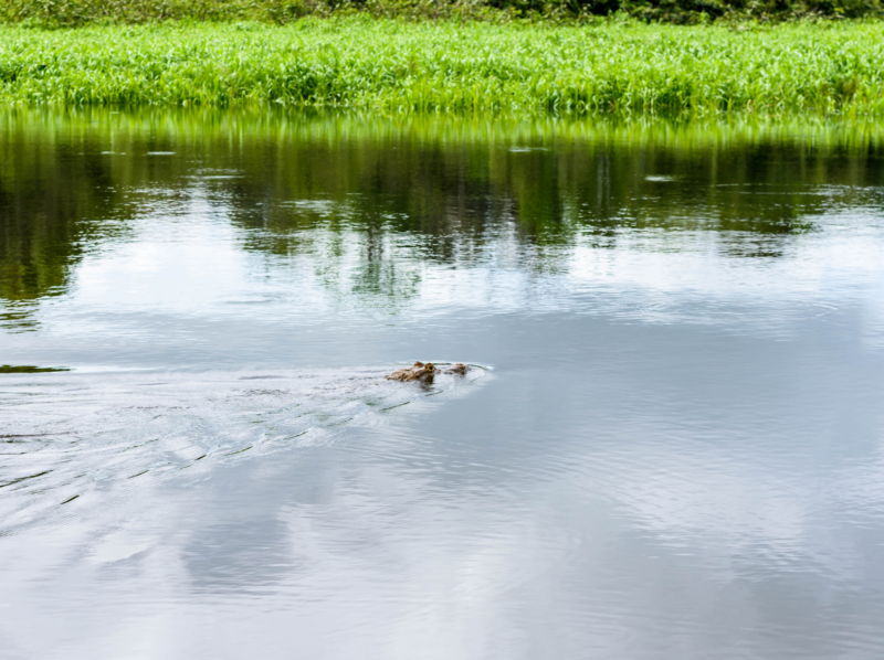 Caiman swimming in Caño Negro - a canoe tour here is one of the best things to do in La Fortuna, Costa Rica