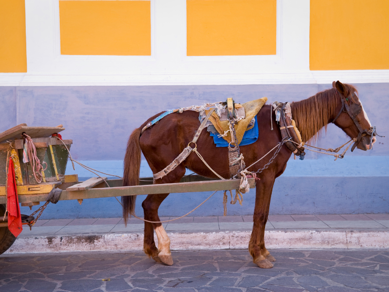 Horse-drawn carriage - one of the best ways to explore Granada, Nicaragua