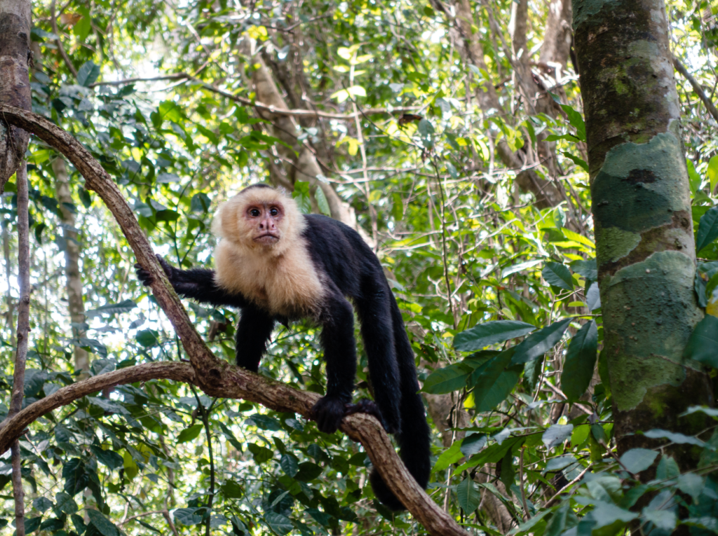 White face monkey in Costa Rica
