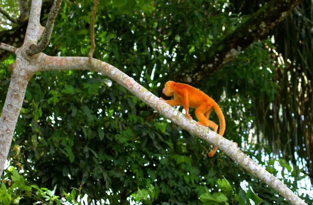 Orange howler monkey in Costa Rica
