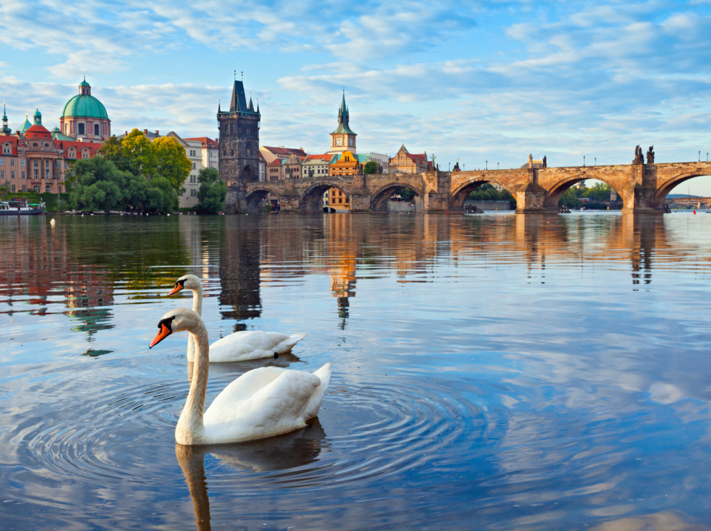 Swan on the river in Prague