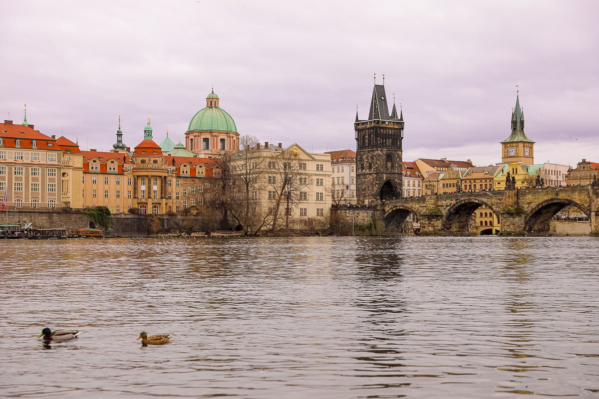 Charles Bridge at sunrise with the colorful buildings of Old Town Prague in the background and two ducks floating by